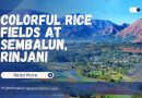 This Is The Real Picture! Colorful Rice Fields At Sembalun, Rinjani