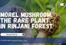 Morel Mushroom, the Rare Plant in Rinjani Forest