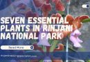 Seven Essential Plants in Rinjani National Park