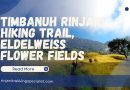Timbanuh Rinjani Hiking Trail, Eldelweiss Flower Fields