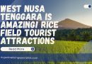 West Nusa Tenggara is Amazing! Rice Field Tourist Attractions